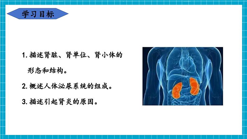 【新教材】冀少版生物七年级下册3.4.1 泌尿系统的组成 课件第3页