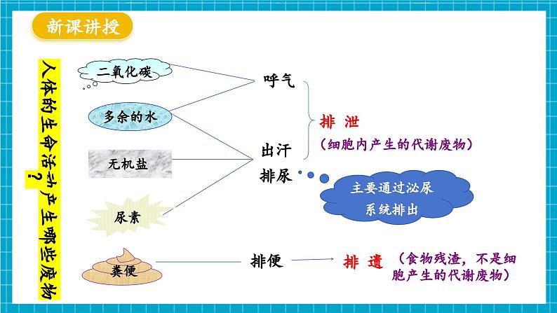 【新教材】冀少版生物七年级下册3.4.1 泌尿系统的组成 课件第5页