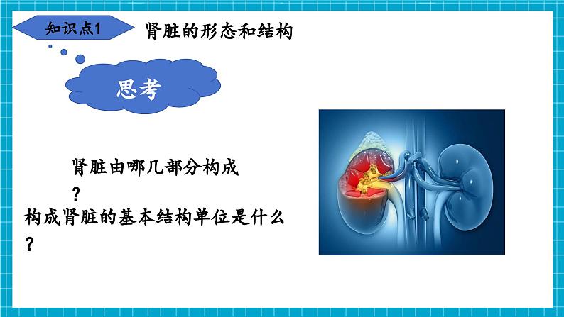 【新教材】冀少版生物七年级下册3.4.1 泌尿系统的组成 课件第6页