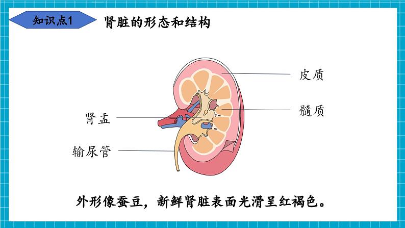 【新教材】冀少版生物七年级下册3.4.1 泌尿系统的组成 课件第7页