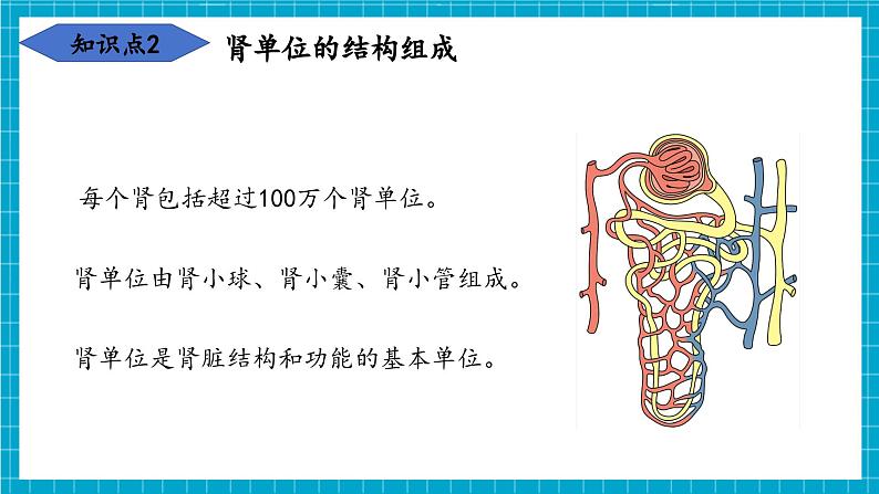 【新教材】冀少版生物七年级下册3.4.1 泌尿系统的组成 课件第8页