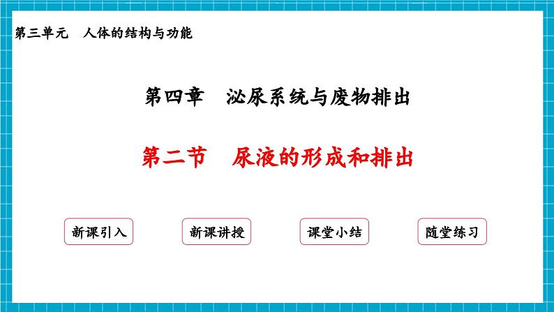 【新教材】冀少版生物七年级下册3.4.2 尿液的形成和排出 课件第2页