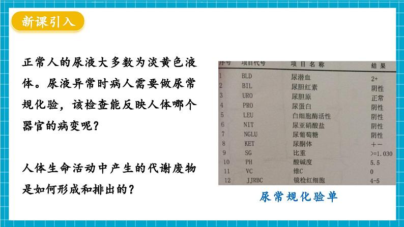 【新教材】冀少版生物七年级下册3.4.2 尿液的形成和排出 课件第4页