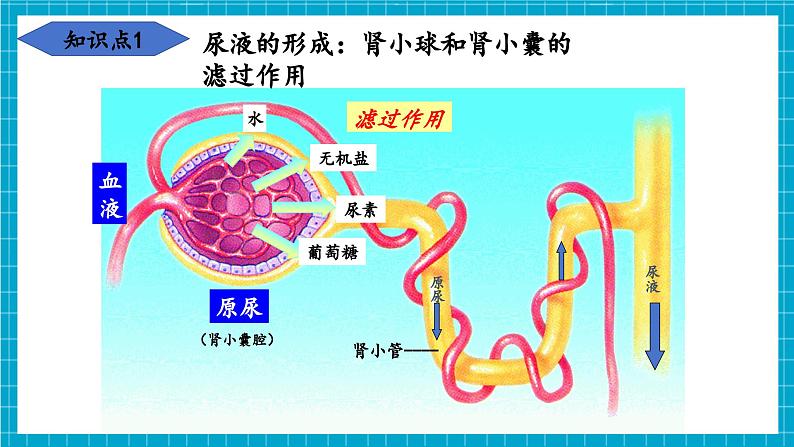 【新教材】冀少版生物七年级下册3.4.2 尿液的形成和排出 课件第6页