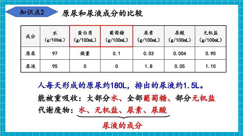 【新教材】冀少版生物七年级下册3.4.2 尿液的形成和排出 课件第7页