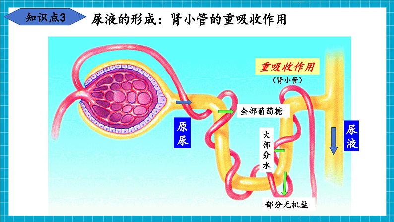 【新教材】冀少版生物七年级下册3.4.2 尿液的形成和排出 课件第8页