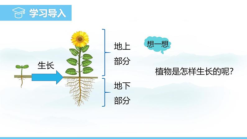 人教版（2024）七年级生物下册课件 第三单元 第一章 第二节植株的生长第3页