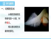 人教版（2024）七年级生物下册课件 第三单元 第一章 第二节植株的生长