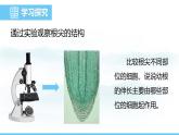 人教版（2024）七年级生物下册课件 第三单元 第一章 第二节植株的生长