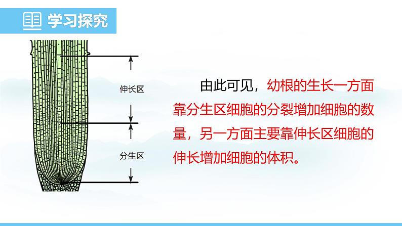 人教版（2024）七年级生物下册课件 第三单元 第一章 第二节植株的生长第7页