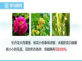 人教版（2024）七年級生物下冊課件 第三單元 第一章 第三節(jié)開花和結(jié)果