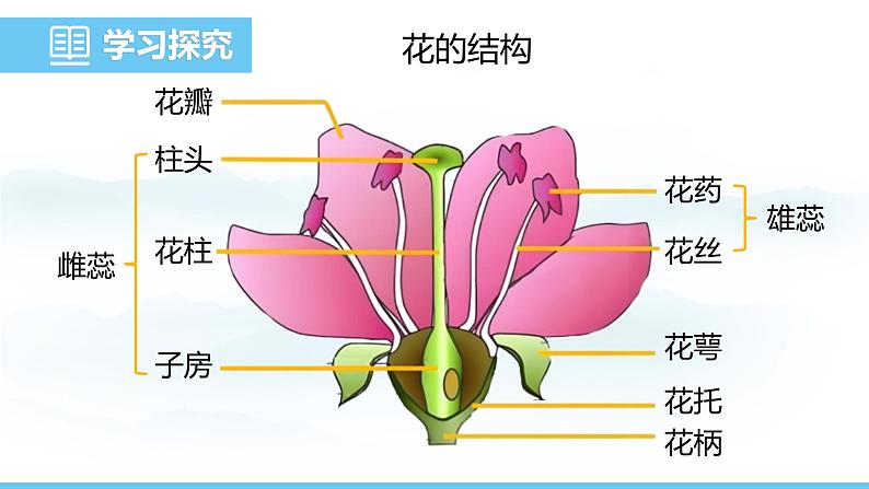 人教版（2024）七年级生物下册课件 第三单元 第一章 第三节开花和结果第6页