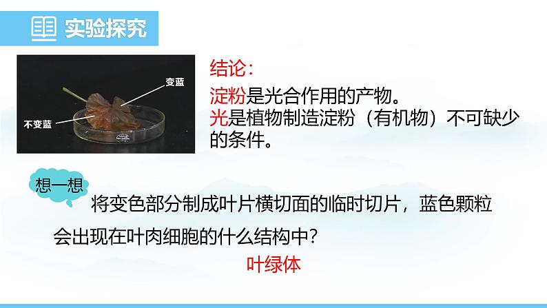 人教版（2024）七年级生物下册课件 第三单元 第二章 第二节 第一课时 光合作用的相关实验第7页