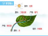 人教版（2024）七年級生物下冊課件 第三單元 第二章 第二節(jié) 第二課時 光合作用的實質(zhì)及應(yīng)用