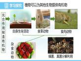 人教版（2024）七年級生物下冊課件 第三單元 第二章 第四節(jié) 植物在自然界中的作用