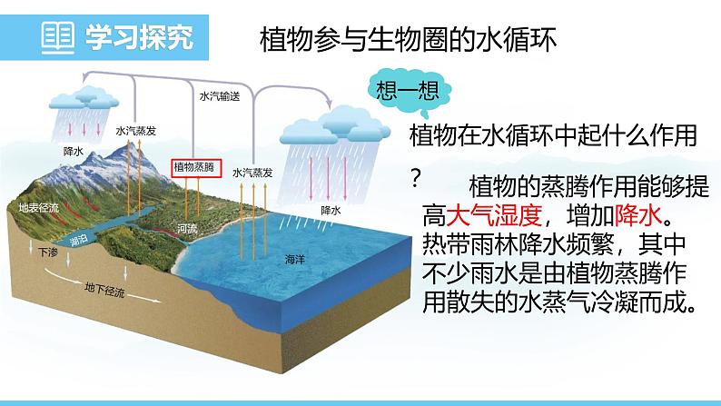 人教版（2024）七年级生物下册课件 第三单元 第二章 第四节 植物在自然界中的作用第6页