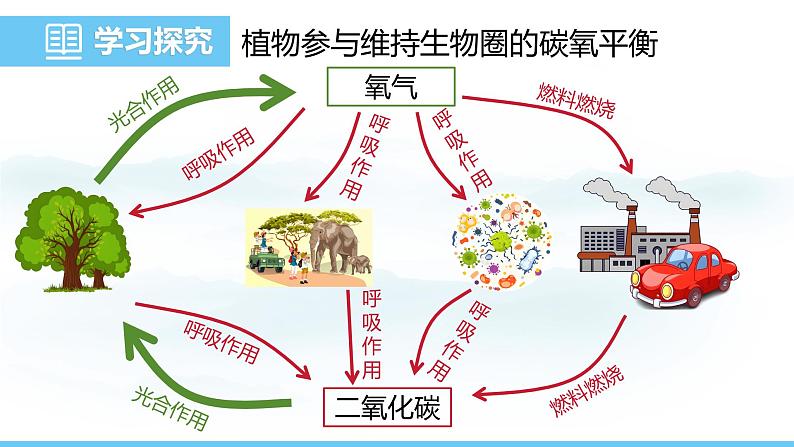 人教版（2024）七年级生物下册课件 第三单元 第二章 第四节 植物在自然界中的作用第8页