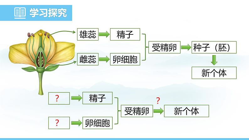 人教版（2024）七年级生物下册课件 第四单元 第一章 第一节 人的生殖第4页