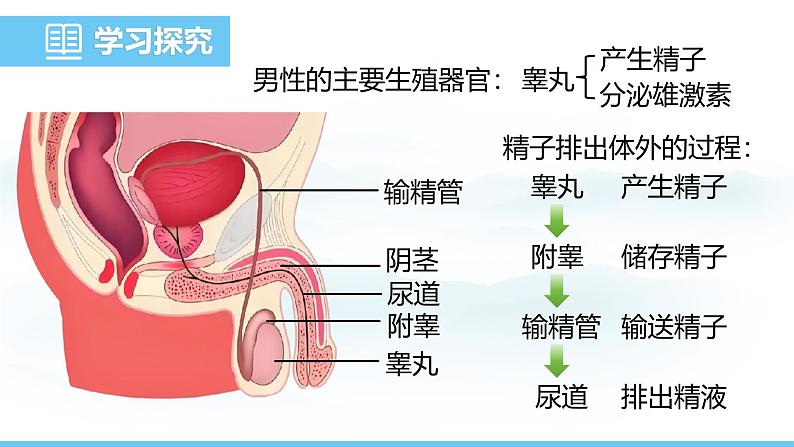 人教版（2024）七年级生物下册课件 第四单元 第一章 第一节 人的生殖第7页