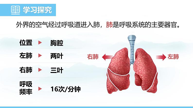 人教版（2024）七年级生物下册课件 第四单元 第三章 第二节发生在肺内的气体交换第4页