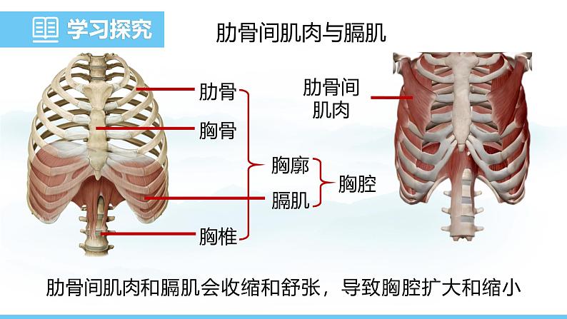 人教版（2024）七年级生物下册课件 第四单元 第三章 第二节发生在肺内的气体交换第5页