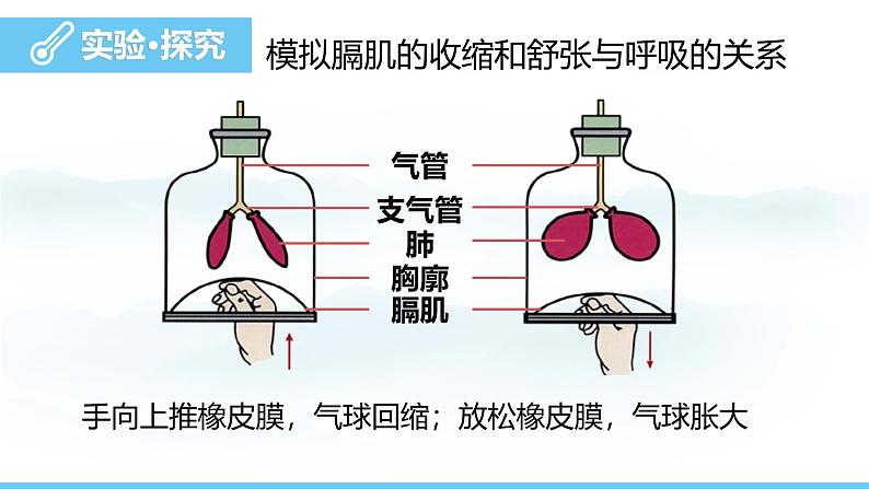 人教版（2024）七年级生物下册课件 第四单元 第三章 第二节发生在肺内的气体交换第6页