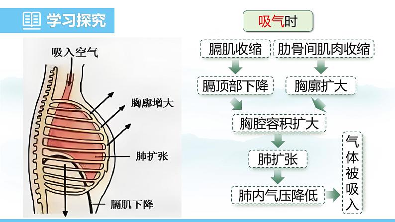 人教版（2024）七年级生物下册课件 第四单元 第三章 第二节发生在肺内的气体交换第8页