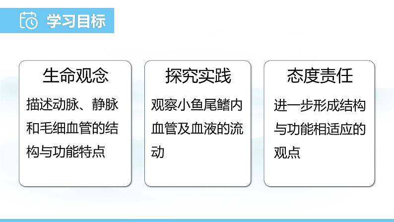 人教版（2024）七年级生物下册课件 第四单元 第四章 第二节血流的管道——血管第2页