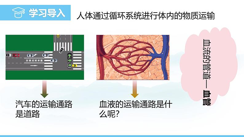 人教版（2024）七年级生物下册课件 第四单元 第四章 第二节血流的管道——血管第3页