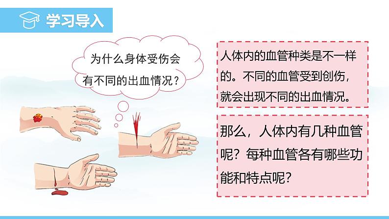 人教版（2024）七年级生物下册课件 第四单元 第四章 第二节血流的管道——血管第4页