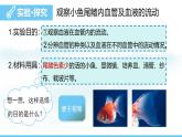 人教版（2024）七年级生物下册课件 第四单元 第四章 第二节血流的管道——血管