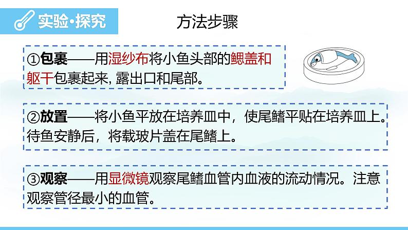 人教版（2024）七年级生物下册课件 第四单元 第四章 第二节血流的管道——血管第6页