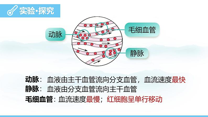 人教版（2024）七年级生物下册课件 第四单元 第四章 第二节血流的管道——血管第8页