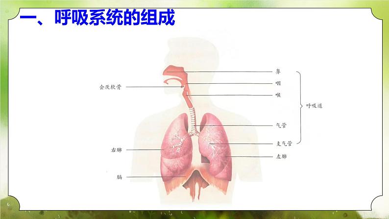 【核心素养】人教版初中生物七年级下册4.3.1《呼吸道对空气的处理》课件第7页