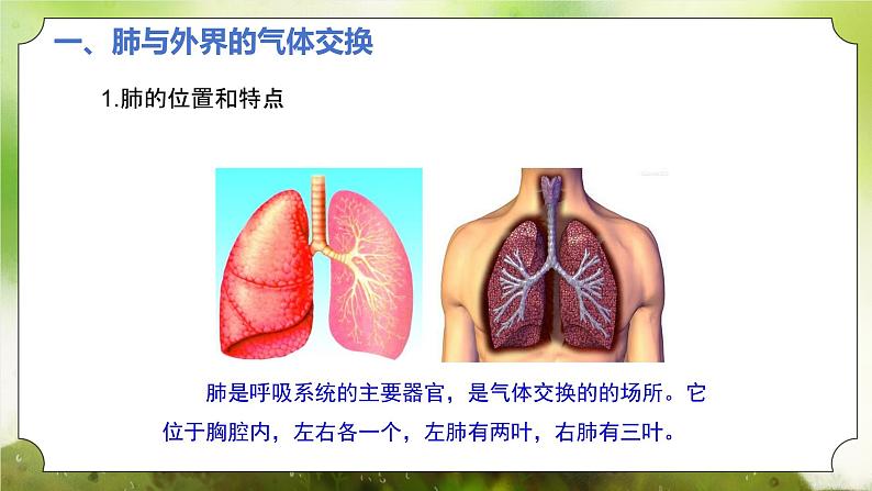 【核心素养】人教版初中生物七年级下册4.3.2《发生在肺内的气体交换》课件第5页