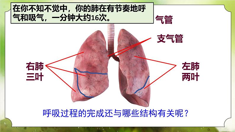 【核心素养】人教版初中生物七年级下册4.3.2《发生在肺内的气体交换》课件第7页