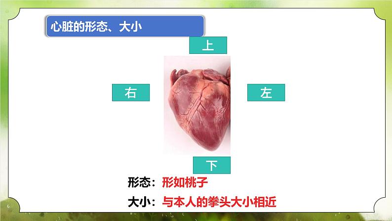 【核心素养】人教版初中生物七年级下册4.4.3《输送血液的泵-心脏》课件第6页