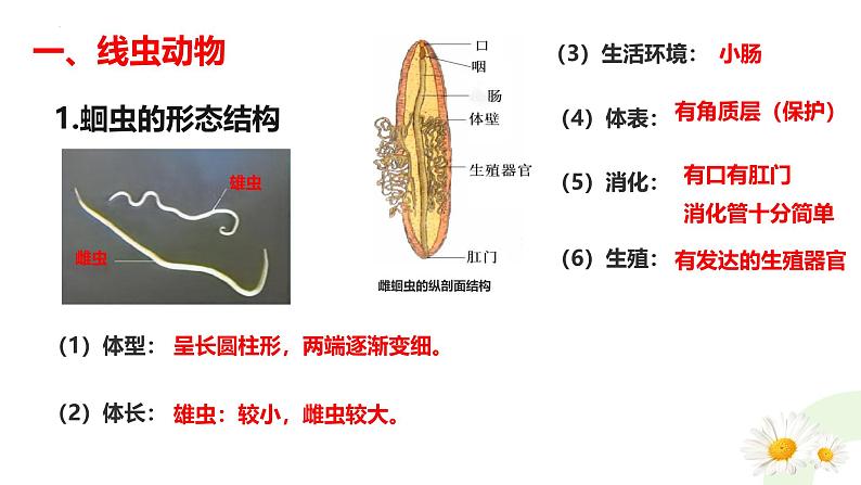 冀少版（2024）七上生物2.1.3.1无脊椎动物1 课件第5页