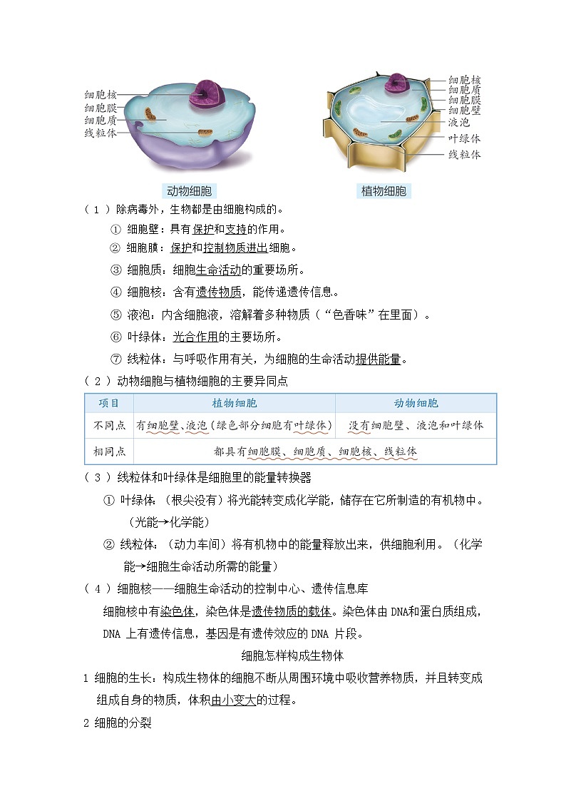 2025年中考生物一轮复习：必背重点考点梳理汇编 学案第2页