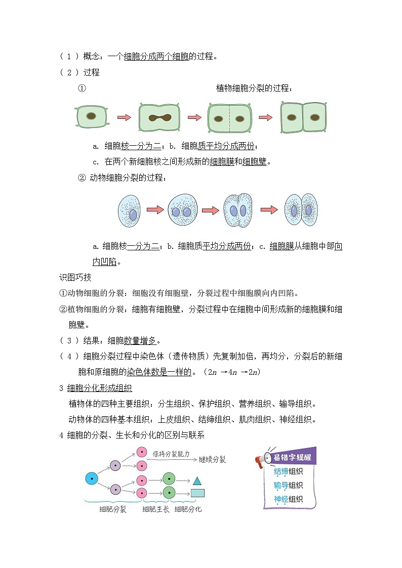 2025年中考生物一轮复习：必背重点考点梳理汇编 学案第3页