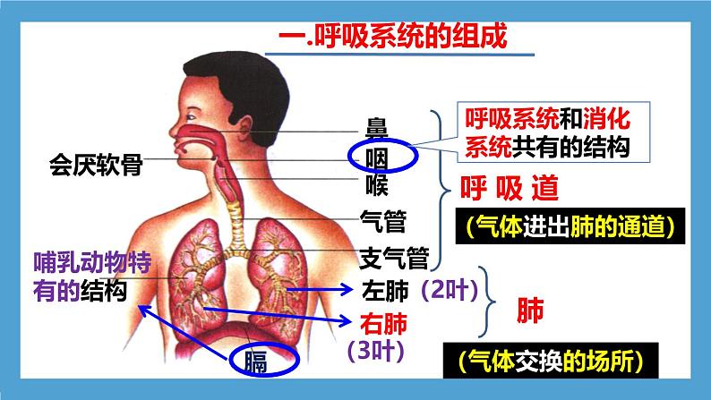 人教版初中生物七年级下册4.3.1《呼吸道对空气的处理》课件第8页