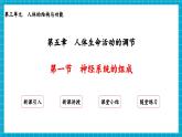 【新教材】冀少版生物七年級下冊3.5.1 神經(jīng)系統(tǒng)的組成 課件