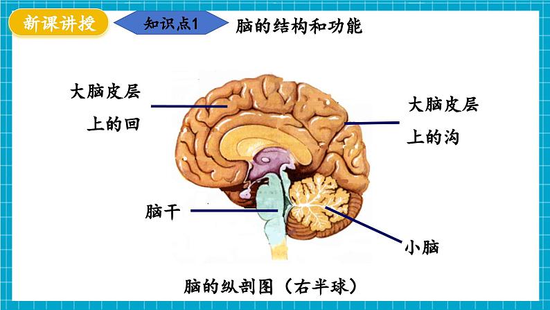 【新教材】冀少版生物七年级下册3.5.1 神经系统的组成 课件第6页