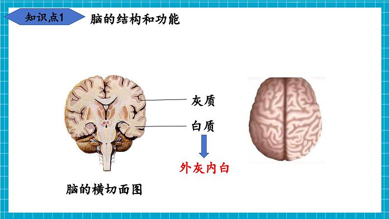 【新教材】冀少版生物七年级下册3.5.1 神经系统的组成 课件第7页