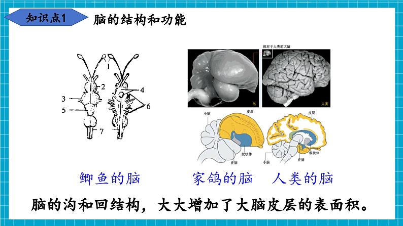 【新教材】冀少版生物七年级下册3.5.1 神经系统的组成 课件第8页