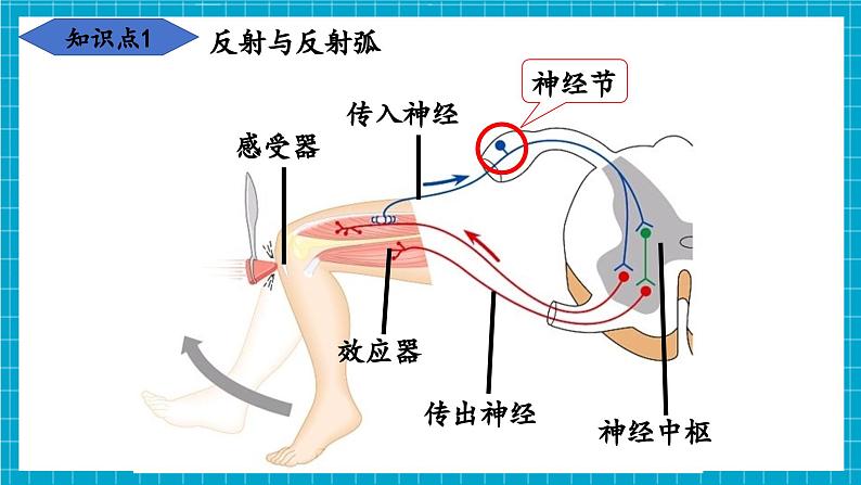 【新教材】冀少版生物七年级下册3.5.2 神经调节的基本方式 课件第8页