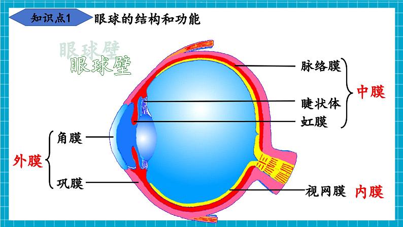 【新教材】冀少版生物七年级下册3.5.3 感觉的形成 课件第7页