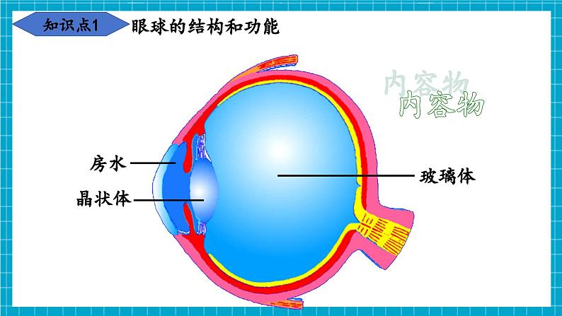 【新教材】冀少版生物七年级下册3.5.3 感觉的形成 课件第8页