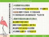 济南版（2024）生物七年级下册 3.1.3 植物通过光合作用固定光能（课件）
