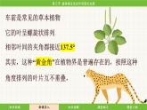 济南版（2024）生物七年级下册 3.1.3 植物通过光合作用固定光能（课件）